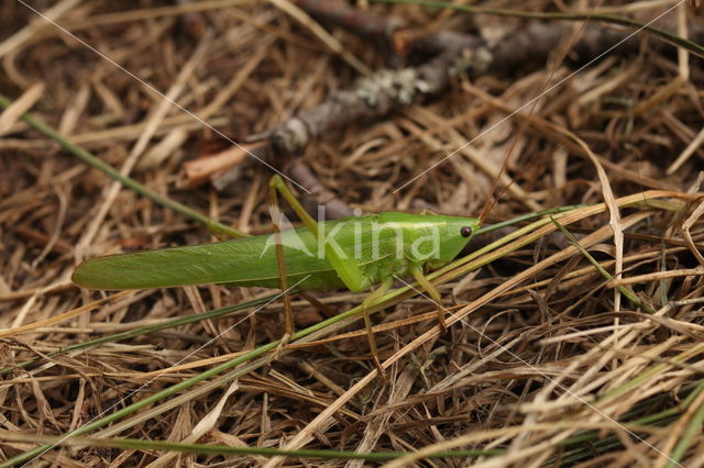 Ruspolia nitidula