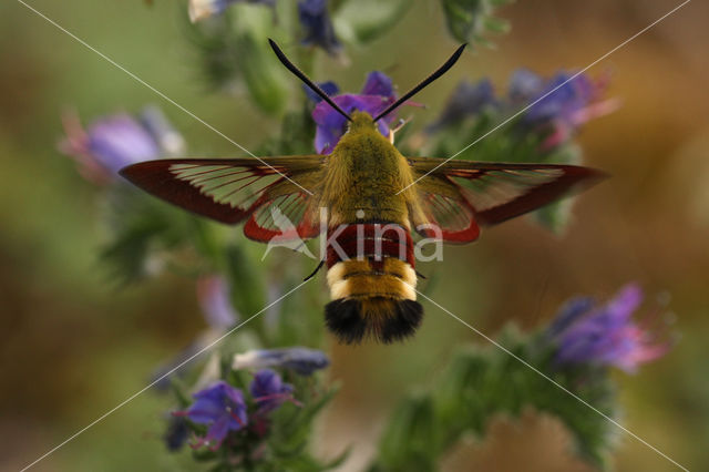 Glasvleugelpijlstaart (Hemaris fuciformis)