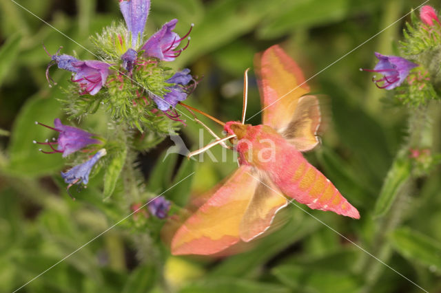 Klein avondrood (Deilephila porcellus)