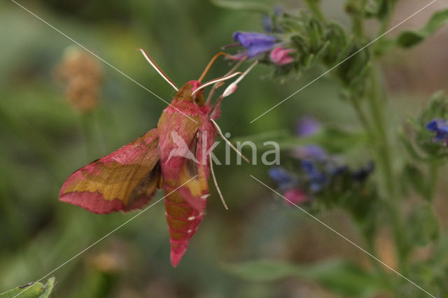 Klein avondrood (Deilephila porcellus)