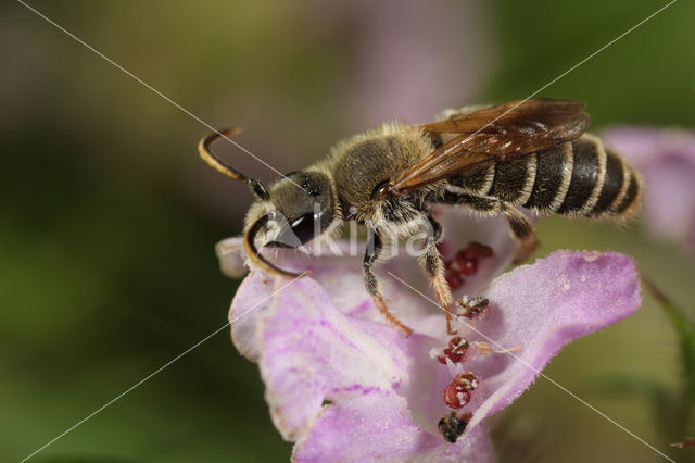 Rophites quinquespinosus