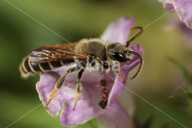 Slurfbij (Rophites quinquespinosus)