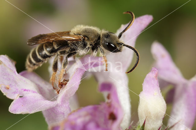 Slurfbij (Rophites quinquespinosus)