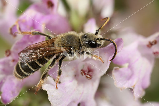 Slurfbij (Rophites quinquespinosus)