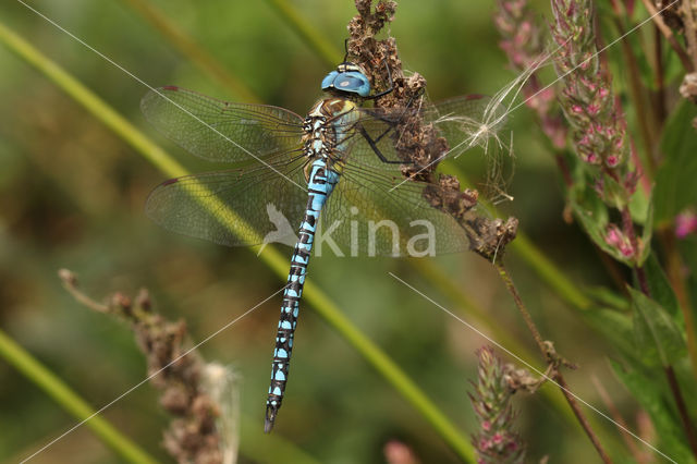 Zuidelijke glazenmaker (Aeshna affinis)