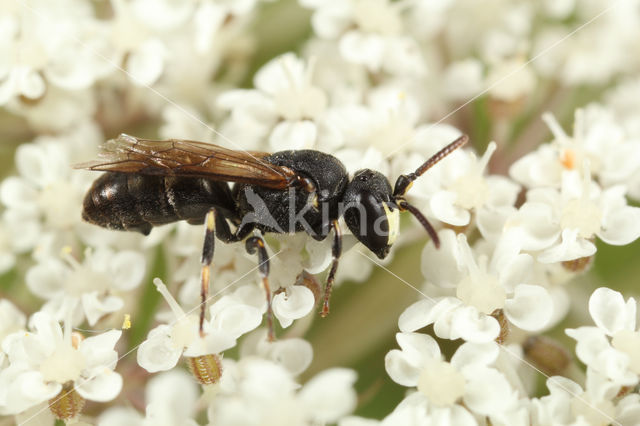 Hylaeus kahri