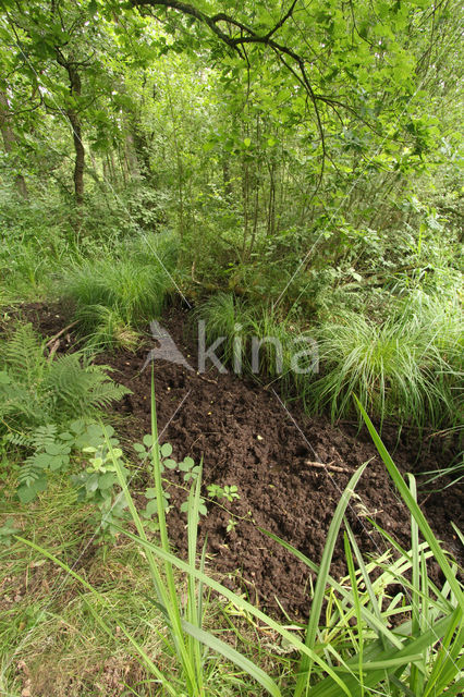 Wild Boar (Sus scrofa)