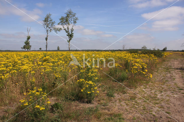 meadow