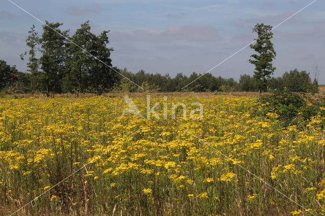 meadow