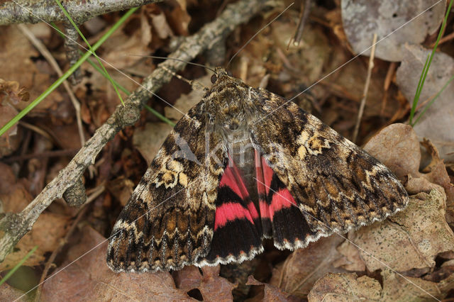 Dark Crimson Underwing (Catocala sponsa)