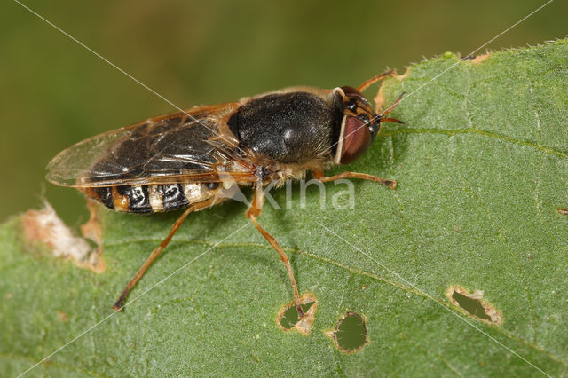 ornate brigadier soldier fly (Odontomyia ornata)