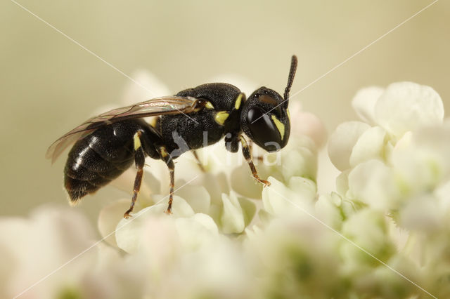 Gestippelde maskerbij (Hylaeus clypearis)