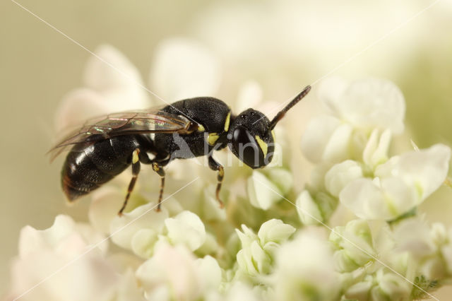 Gestippelde maskerbij (Hylaeus clypearis)