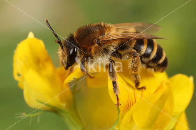 Klaverdikpoot (Melitta leporina)