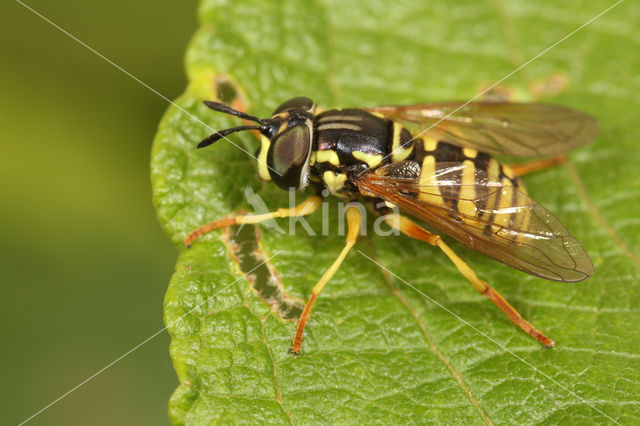 Saksische Fopwesp (Chrysotoxum verralli)