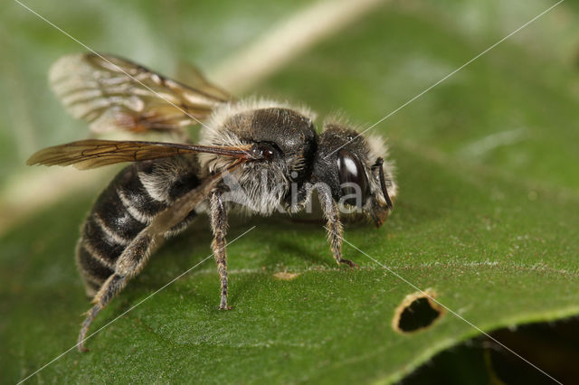 Slangenkruidbij (Osmia adunca)