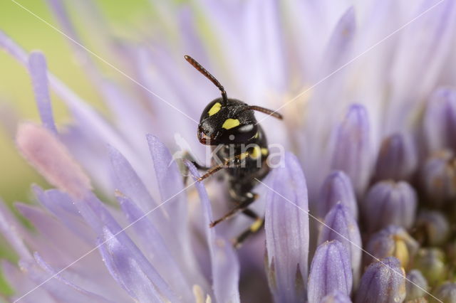 Kleine tuinmaskerbij (Hylaeus pictipes)