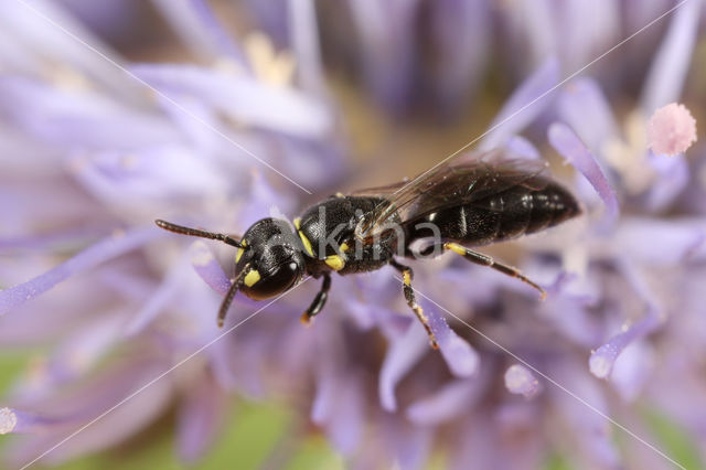 Kleine tuinmaskerbij (Hylaeus pictipes)