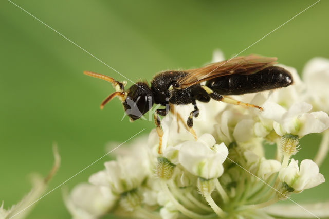 Hylaeus cornutus