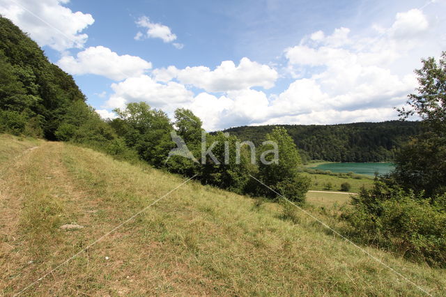 chalk grassland