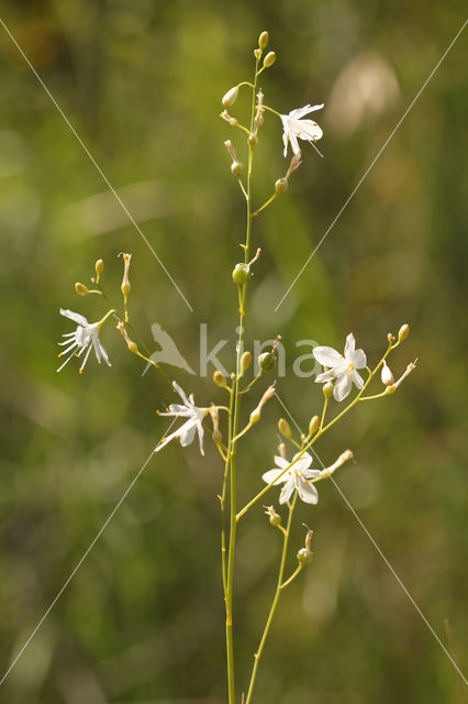 Anthericum ramosum