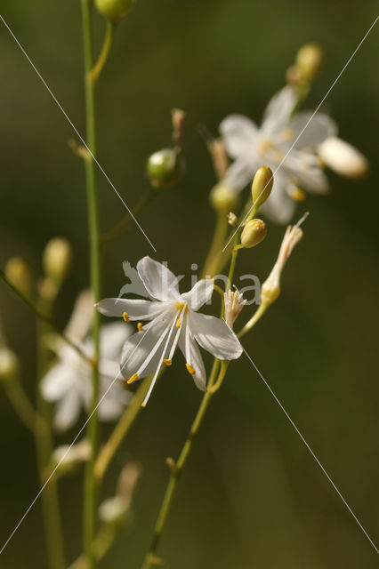 Vertakte graslelie (Anthericum ramosum)