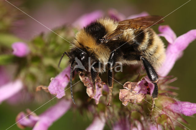 Donkere tuinhommel (Bombus subterraneus)