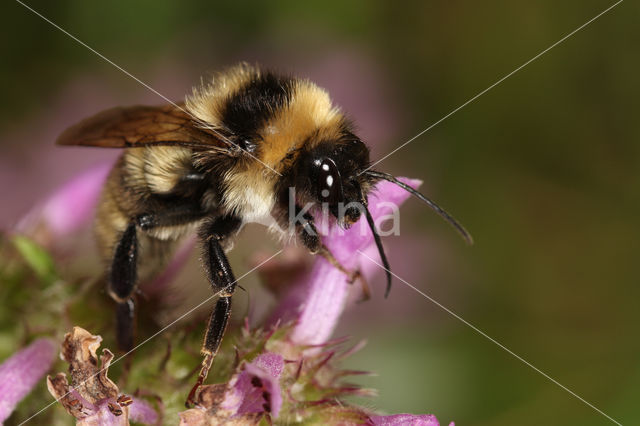 Donkere tuinhommel (Bombus subterraneus)