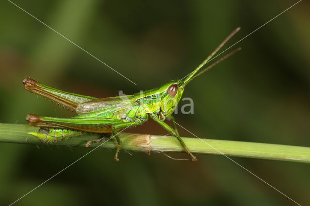 Kleine Goudsprinkhaan (Euthystira brachyptera)