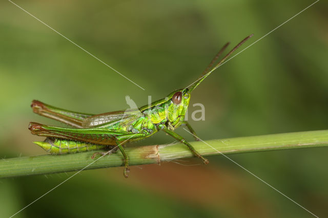 Small Gold Grasshopper (Euthystira brachyptera)