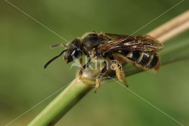 Groepjesgroefbij (Lasioglossum malachurum)