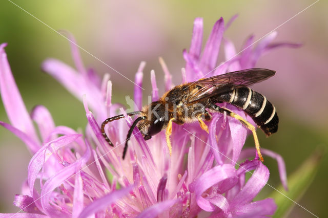 Halictus langobardicus