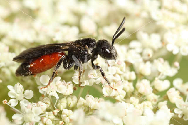 Sphecodes gibbus