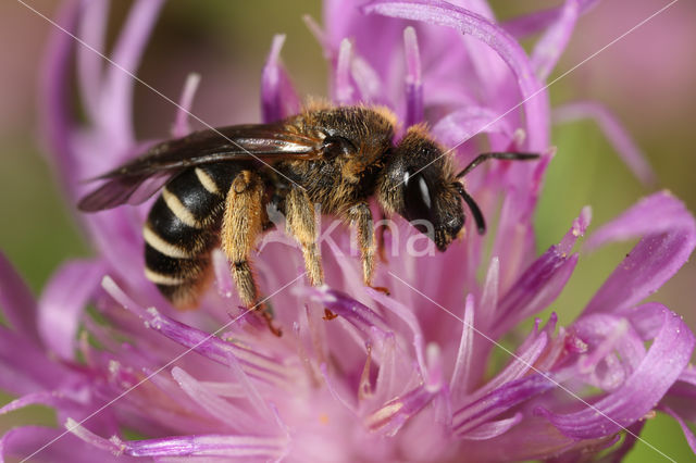 Halictus langobardicus