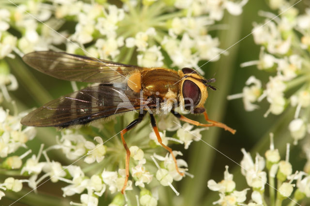 Hoverfly (Leucozona glaucia)