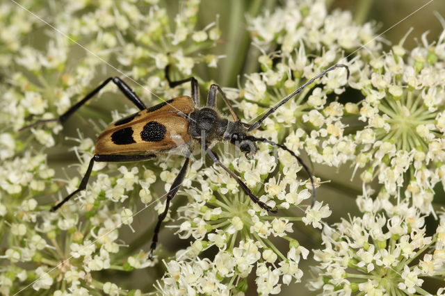 Pachyta quadrimaculata