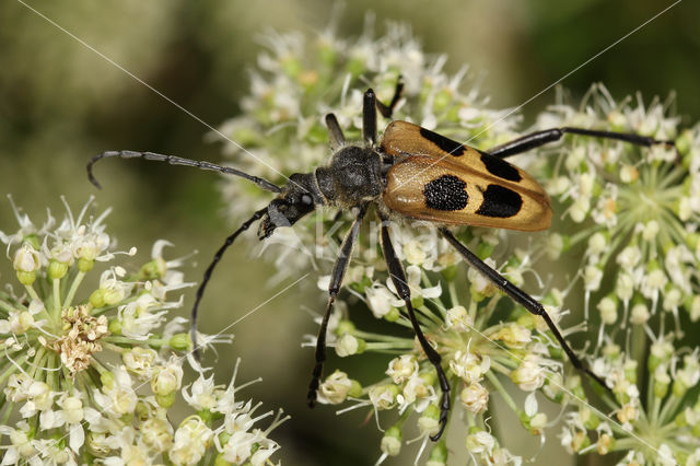 Pachyta quadrimaculata