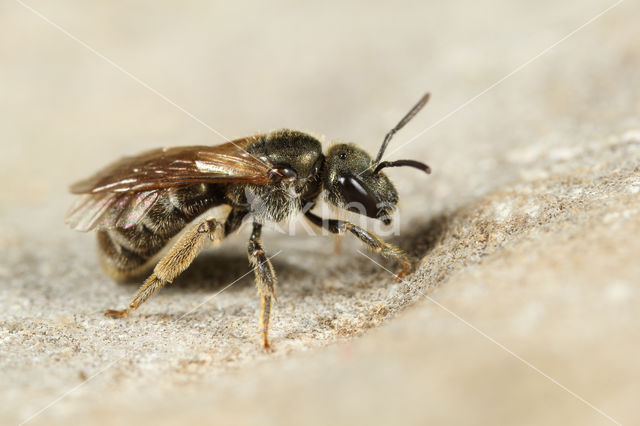 Parkbronsgroefbij (Halictus tumulorum)