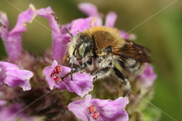 Grote harsbij (Anthidium byssinum)