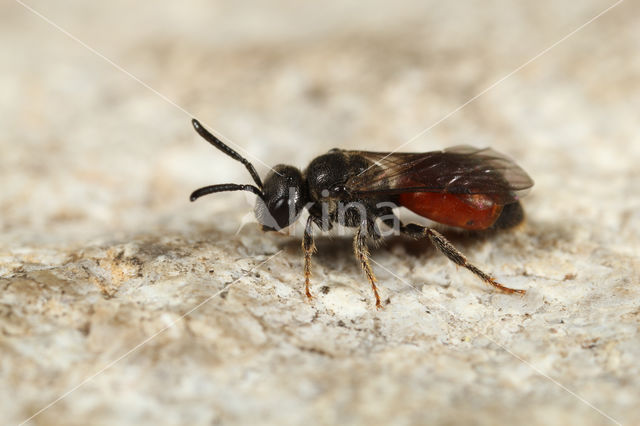 Sphecodes ferruginatus
