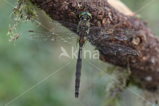 Brilliant Emerald (Somatochlora metallica)