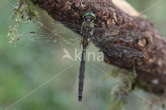 Metaalglanslibel (Somatochlora metallica)