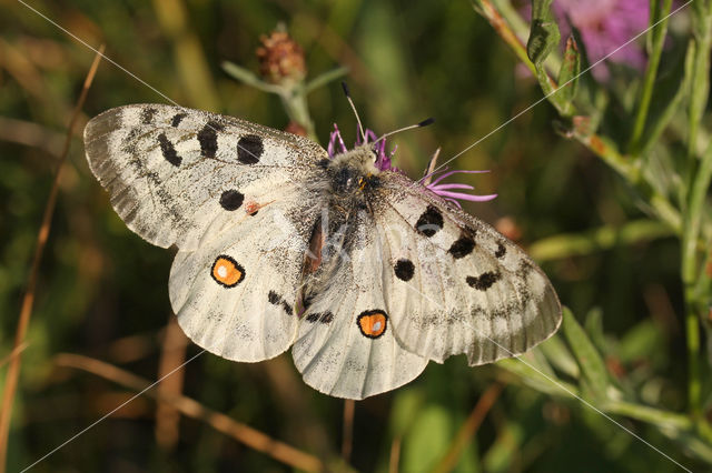 Apollovlinder (Parnassius apollo)