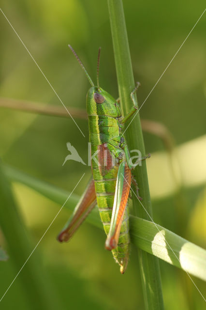 Small Gold Grasshopper (Euthystira brachyptera)