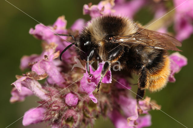 Red-shanked carder bee (Bombus ruderarius)