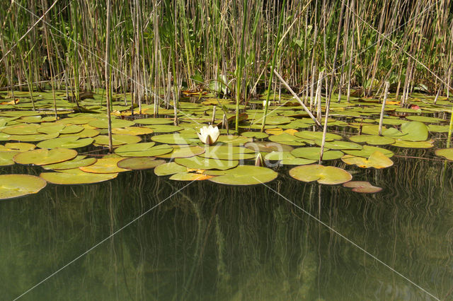 White Waterlily (Nymphaea alba)