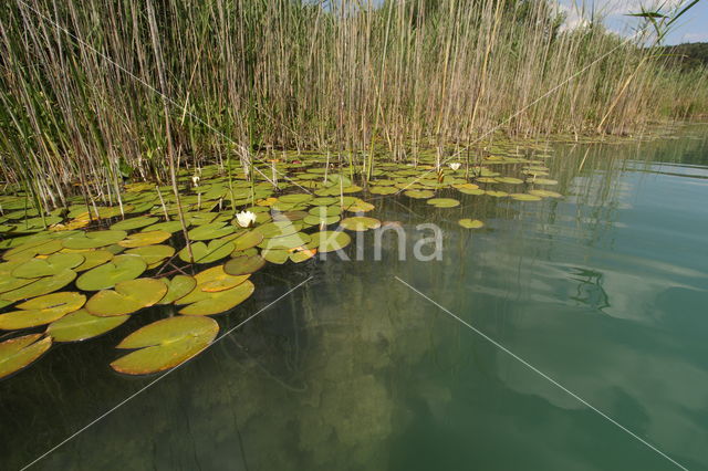 Witte waterlelie (Nymphaea alba)