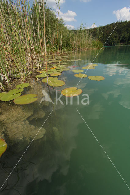 Witte waterlelie (Nymphaea alba)