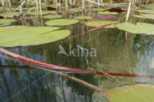 White-legged Damselfly (Platycnemis pennipes)