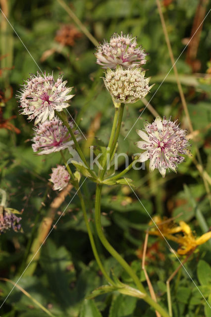 Masterwort (Astrantia major)